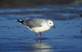 Hartlaub`s Gull, larus hartlaubii, Adult looking for Food on Beach, South Africa Royalty Free Stock Photo