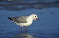 Hartlaub`s Gull, larus hartlaubii, Adult looking for Food on Beach, South Africa Royalty Free Stock Photo