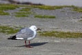 Hartlaub`s Gull Seagull In Coastal Wind Larus hartlaubii Royalty Free Stock Photo