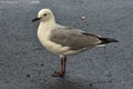 Hartlaub`s gull stands neatly on a tarred road