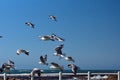 Hartlaub`s gulls in flight Royalty Free Stock Photo