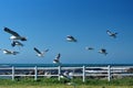 Hartlaub`s gulls in flight Royalty Free Stock Photo