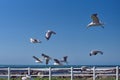 Hartlaub`s gulls in flight Royalty Free Stock Photo