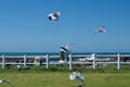 Hartlaub`s gulls in flight Royalty Free Stock Photo