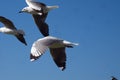 Hartlaub`s gulls in flight Royalty Free Stock Photo