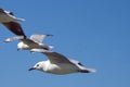 Hartlaub`s gulls in flight Royalty Free Stock Photo