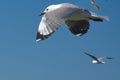 Hartlaub`s gulls in flight Royalty Free Stock Photo