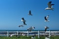 Hartlaub`s gulls in flight Royalty Free Stock Photo