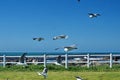 Hartlaub`s gulls in flight Royalty Free Stock Photo