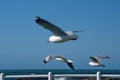 Hartlaub`s gulls in flight Royalty Free Stock Photo