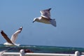 Hartlaub`s gulls in flight Royalty Free Stock Photo