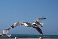 Hartlaub`s gulls in flight Royalty Free Stock Photo