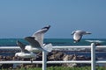 Hartlaub`s gulls in flight Royalty Free Stock Photo