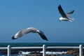 Hartlaub`s gulls in flight Royalty Free Stock Photo