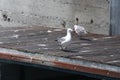 Hartlaub`s gulls at the V&A Waterfront Royalty Free Stock Photo