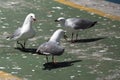 Hartlaub`s gulls at the V&A Waterfront Royalty Free Stock Photo