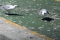 Hartlaub`s gulls at the V&A Waterfront Royalty Free Stock Photo