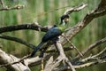 Hartlaub`s turaco Royalty Free Stock Photo