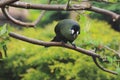 Hartlaub turaco Royalty Free Stock Photo