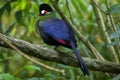 Hartlaub's turaco (Tauraco hartlaubi). Royalty Free Stock Photo