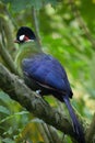 Hartlaub's turaco (Tauraco hartlaubi). Royalty Free Stock Photo