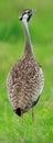 Hartlaubs bustard Royalty Free Stock Photo