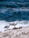 Hartlaubs sea gull. Two seagulls stand on a stone against the background of blue ocean Royalty Free Stock Photo