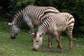 Hartmann mountain zebra Equus zebra hartmannae.