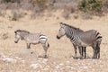 Hartmann Mountain Zebra mare, Equus zebra hartmannae, with two f