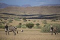 Hartmann's Mountain Zebra (Equus zebra hartmannae)