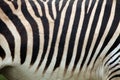 Hartmann's mountain zebra (Equus zebra hartmannae) skin texture.
