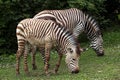 Hartmann's mountain zebra (Equus zebra hartmannae).