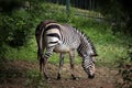 Hartmann's mountain zebra (Equus zebra hartmannae).