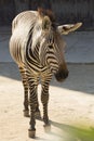 HartmannÃÂ´s zebra,Equus zebra hartmannae Royalty Free Stock Photo