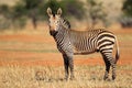 Hartmanns Mountain Zebra Royalty Free Stock Photo