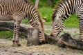 Hartmanns mountain zebra Royalty Free Stock Photo
