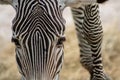Hartmanns mountain zebra Royalty Free Stock Photo