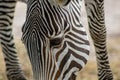 Hartmanns mountain zebra Royalty Free Stock Photo