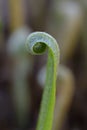 Harts-tongue fern Asplenium scolopendrium, budding leaf