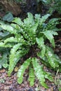 Harts tongue fern