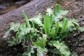 Harts tongue fern fronds