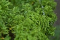 Harts tongue thyme moss, fresh green leaves nature background