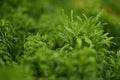 Harts tongue thyme moss, fresh green leaves nature background