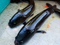 Haruan fish . Fish native to Borneo which is very good for health. Live on the river. Usually cooked pepes, grilled, or fried.