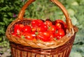 Harves tomatoes in the basket. Summer garden Royalty Free Stock Photo