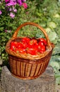 Harves tomatoes in the basket. Summer garden