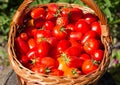 Harves tomatoes in the basket. Summer garden Royalty Free Stock Photo