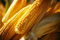 Harvest abundance Ripe maize plant closeup, organic agriculture freshness