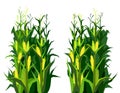 Harvest agricultural plant. Food product. Farmer farm illustration. Dense thickets. Rural summer field landscape. Object