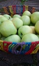 harvest of antonovka apples in a wire basket on a tiled garden path